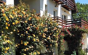 Vila Carpatina Bed&Breakfast